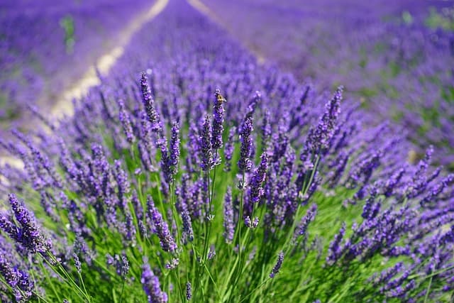 Cómo crear un jardín aromático en casa: guía paso a paso