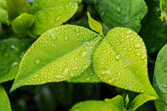 10 consejos para un jardín ecológico y sostenible