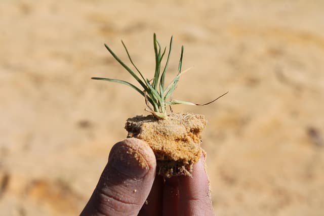 Cómo cultivar plantas aromáticas en casa para principiantes