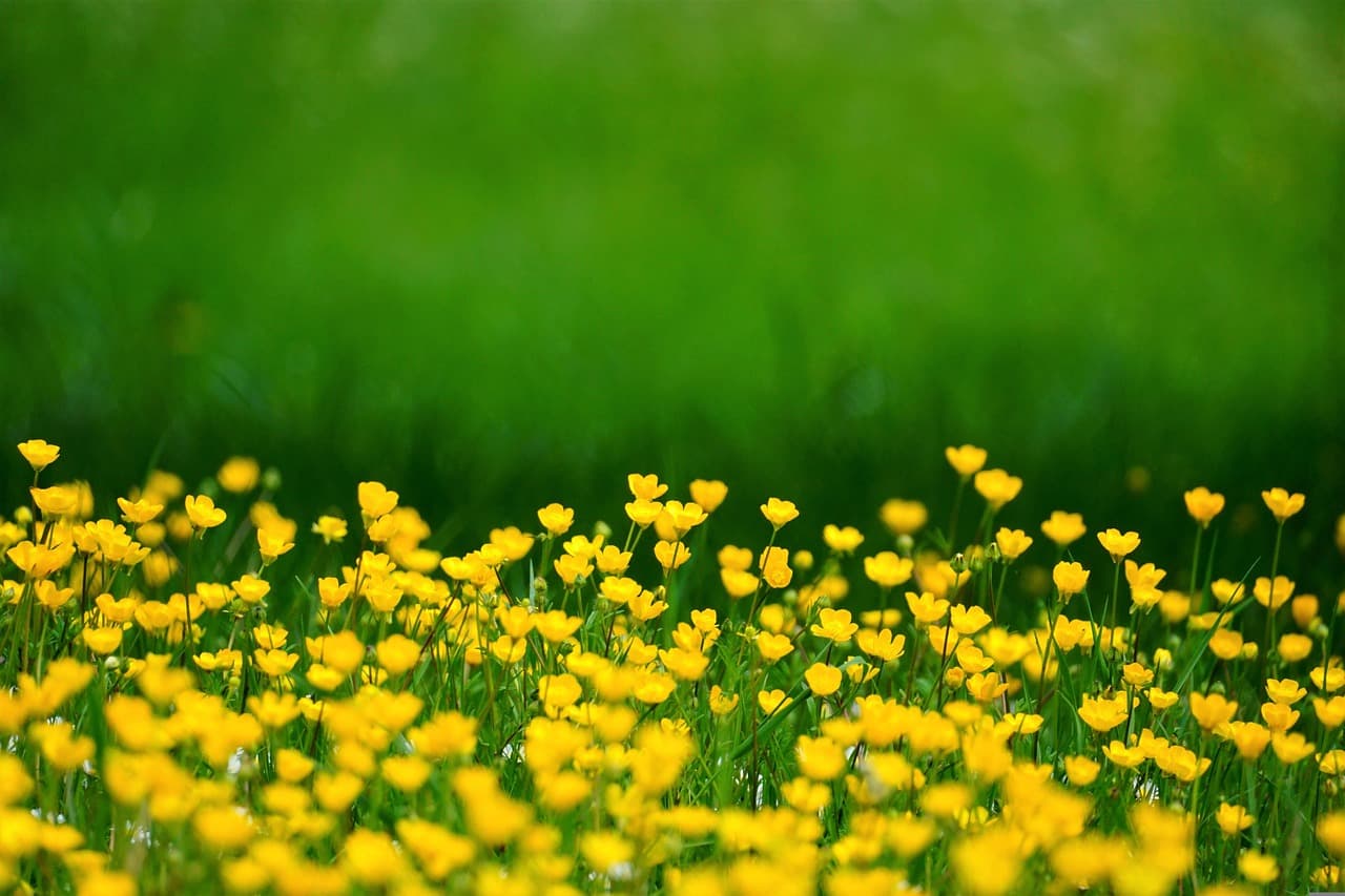 Cómo hacer un jardín de flores que florezca en primavera