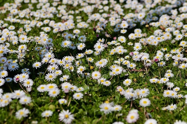 Cómo construir un jardín de flores perennes en casa