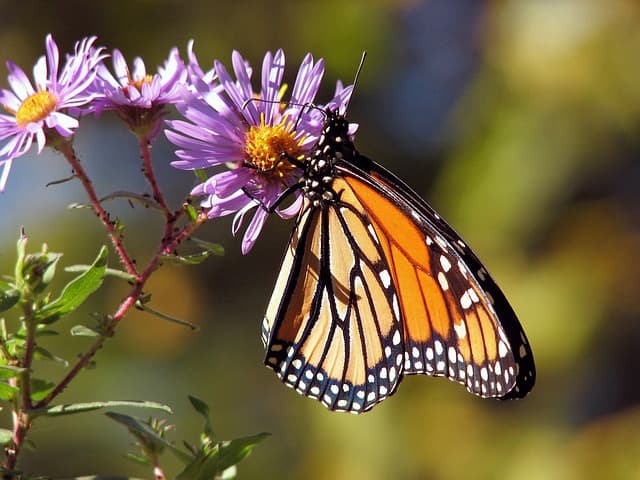 Cómo crear un jardín de flores que atraiga mariposas