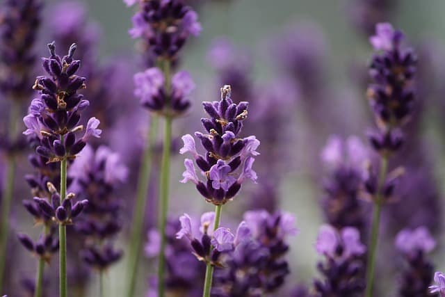 10 plantas aromáticas fáciles de cultivar en casa