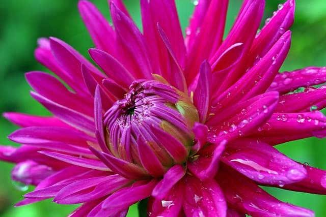 Cómo elegir las plantas adecuadas para un jardín en climas cálidos