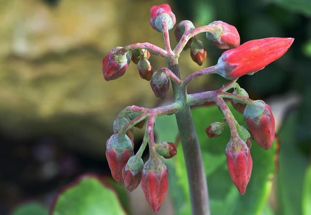 Cómo elegir plantas resistentes a la sequía para tu jardín
