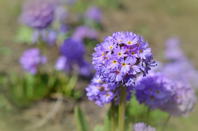 Consejos prácticos para mantener un jardín saludable