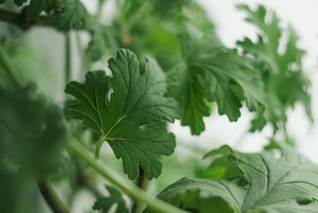 Beneficios de cultivar un jardín vertical en casa