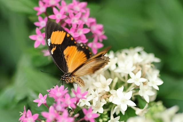 Cómo seleccionar las plantas ideales para un jardín resiliente
