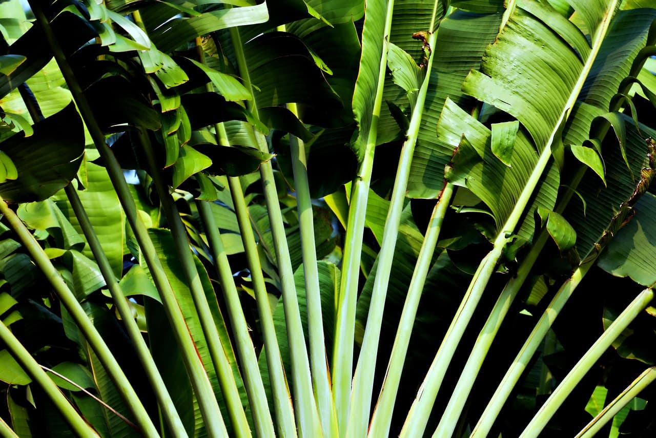 10 Plantas para Jardines de Sombra: Belleza y Resistencia
