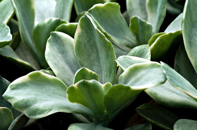 Cómo planificar un jardín ecológico y sostenible en casa