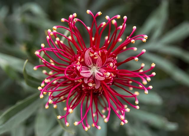 Cómo elegir las mejores plantas para un jardín sostenible