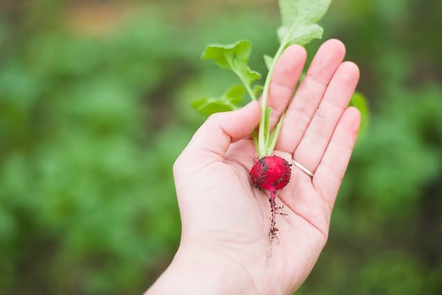 Cómo mejorar la calidad del suelo en tu jardín