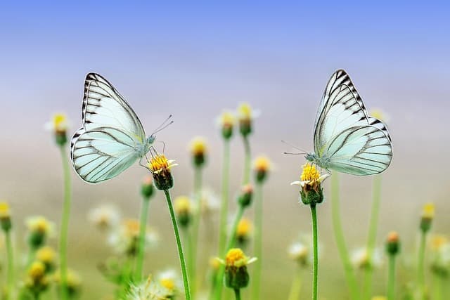 Cómo crear un jardín de flores que atraiga polinizadores