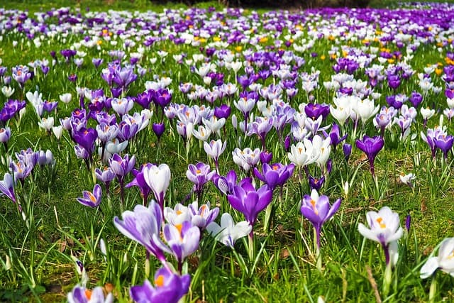 Cómo preparar tu jardín para la llegada de la primavera