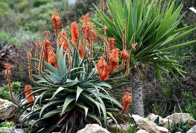Cómo seleccionar plantas resistentes a la sequía para tu jardín