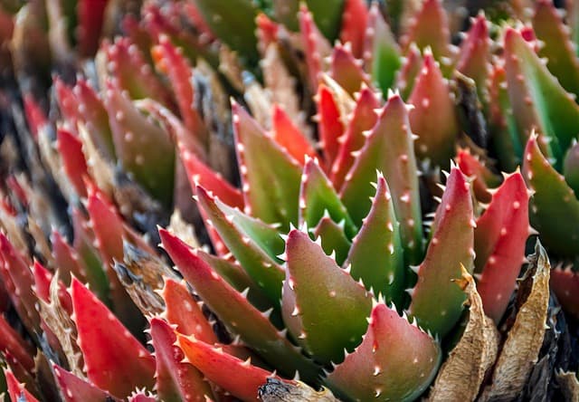 10 especies de plantas ideales para jardines pequeños