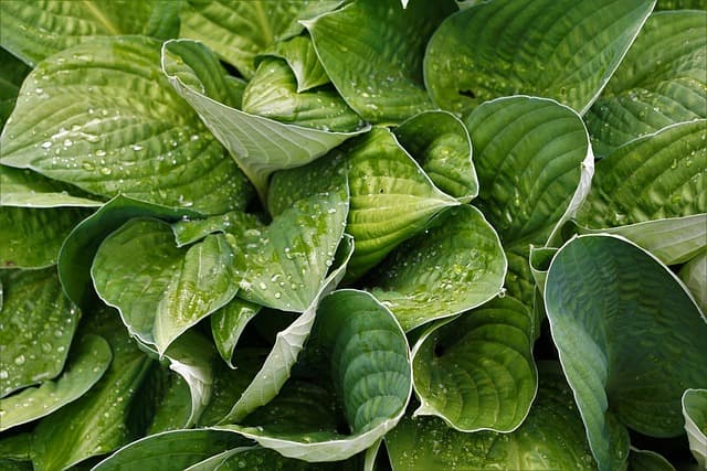Cómo elegir las plantas adecuadas para tu jardín de sombra