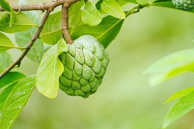 Cómo elegir las plantas ideales para un jardín en climas cálidos