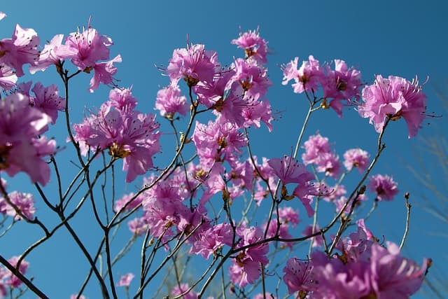 Cómo elegir las plantas más adecuadas para tu jardín