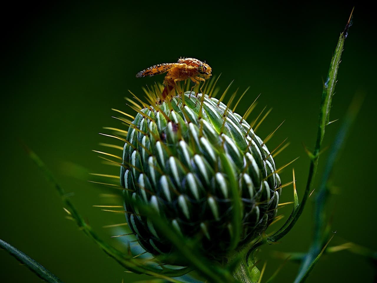 Cómo deshacerse de plagas de manera natural en tu jardín