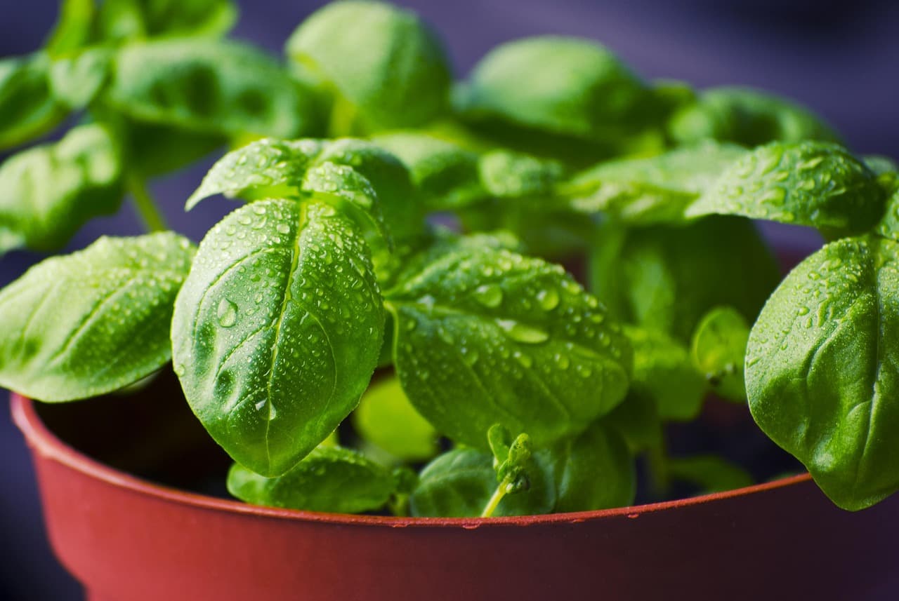 Cómo cultivar plantas aromáticas en casa: guía sencilla