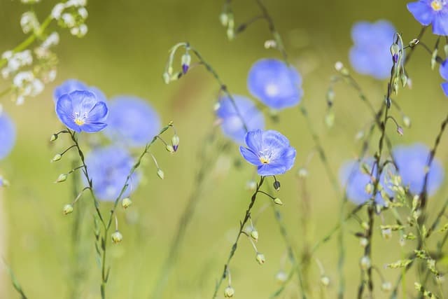 Cómo cultivar un jardín de flores perennes que flourishing